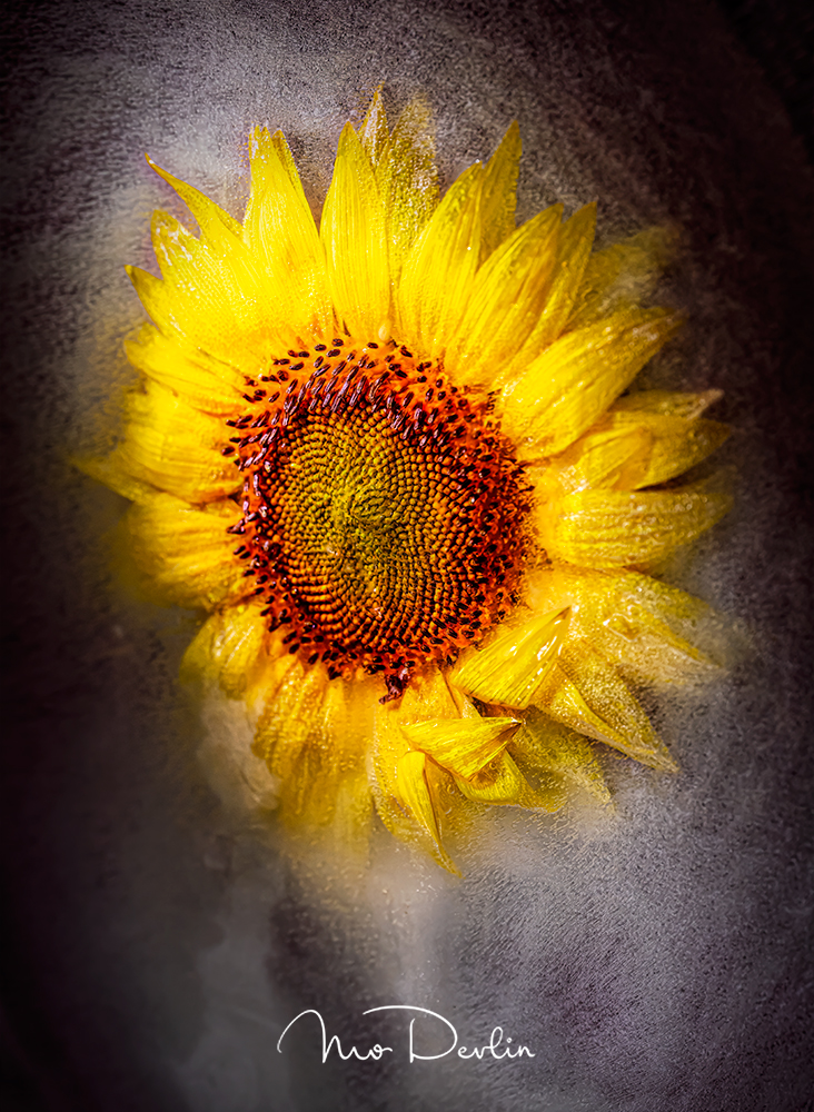 Sunflower by Mo Devlin