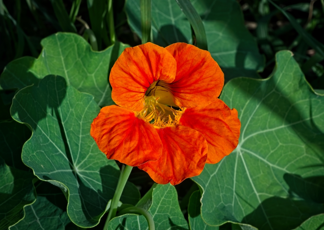 Nasturtium by Gaetan Manuel