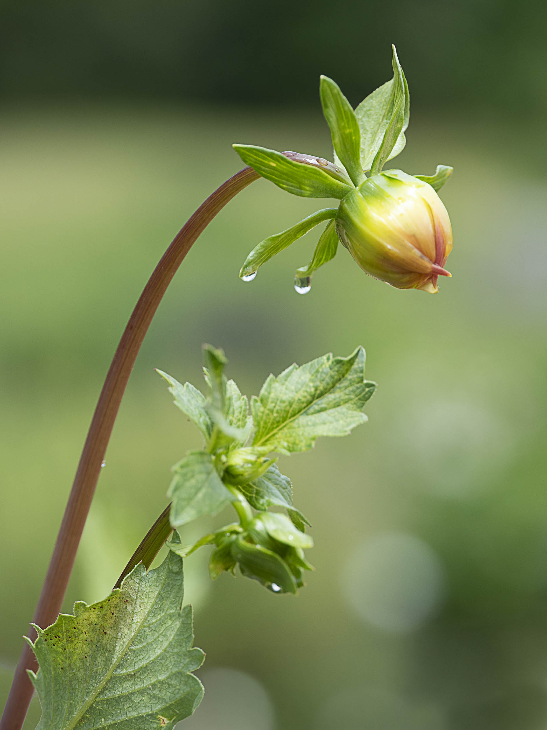 Baby Dahlia by Susan Bailey