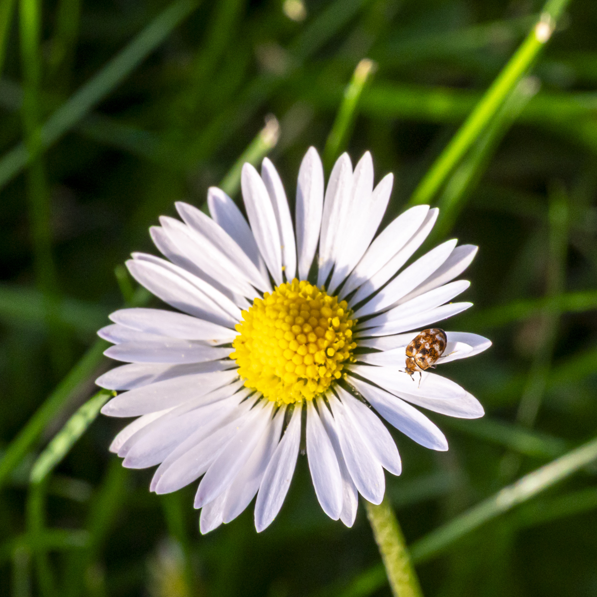 Flower and insect by Vincent Cochain