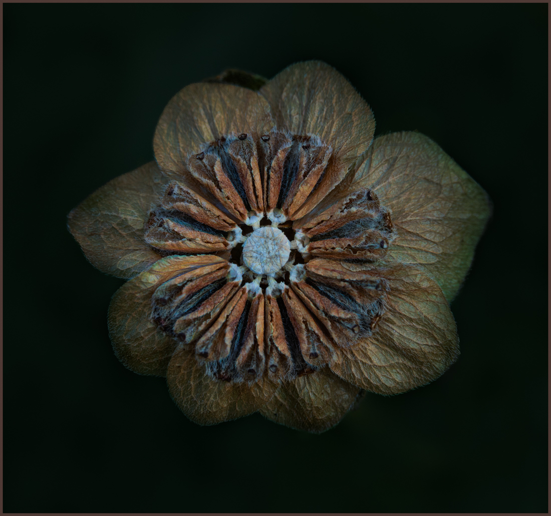 Radiance by Denise McKay