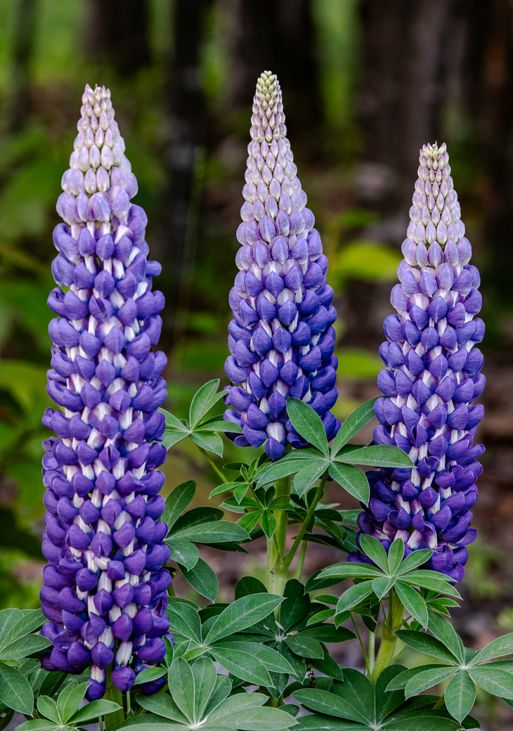 Lupines At Their Peak by Bob Legg