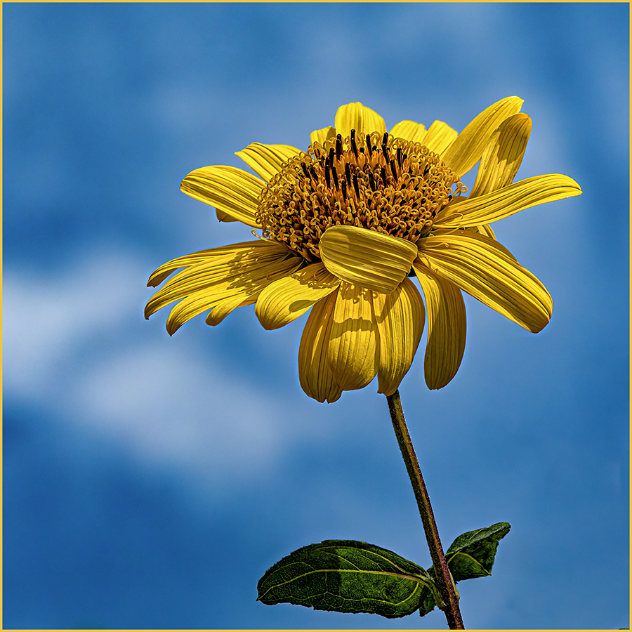 Sunflower Version of Bad Hair Day by Ingrid Lockhart