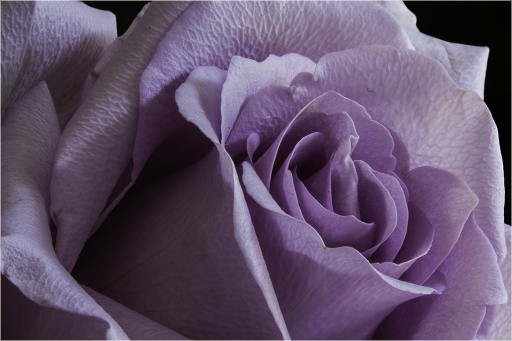 Purple Rose by Marti Buckely