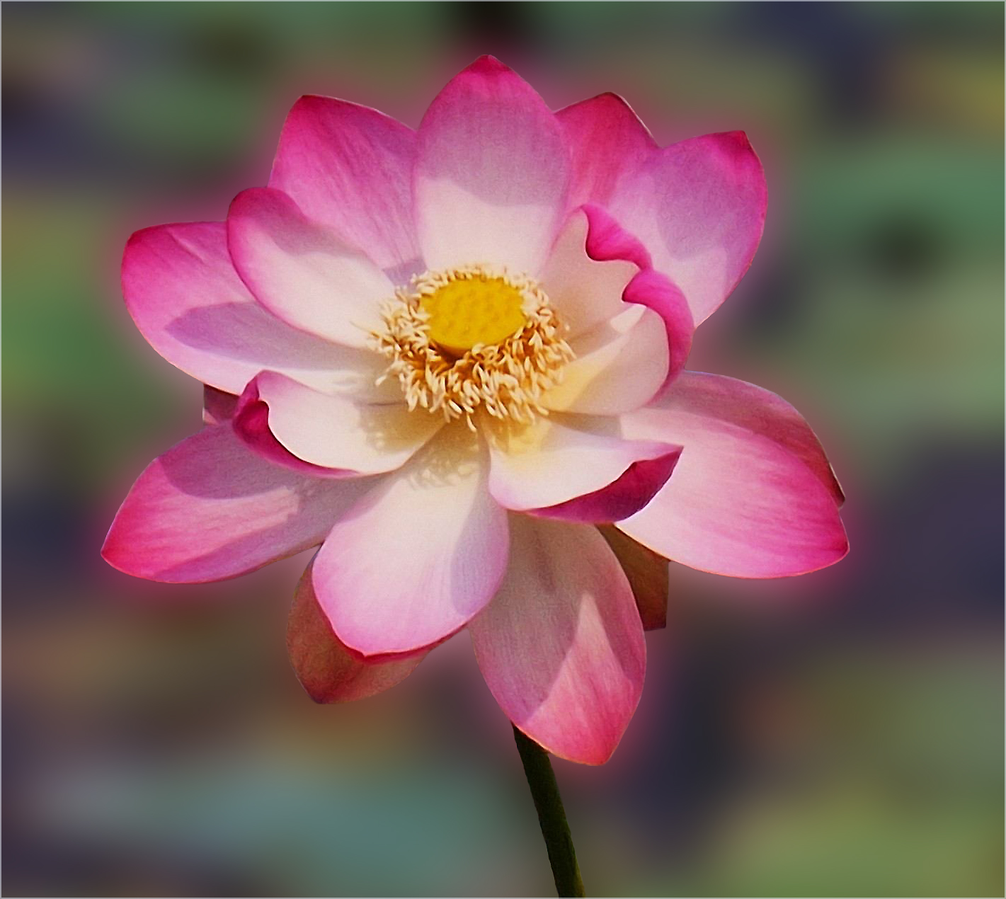 Comment Image