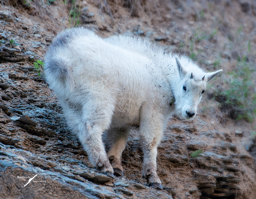 Mountain Goat Kid by Teresa Hofer