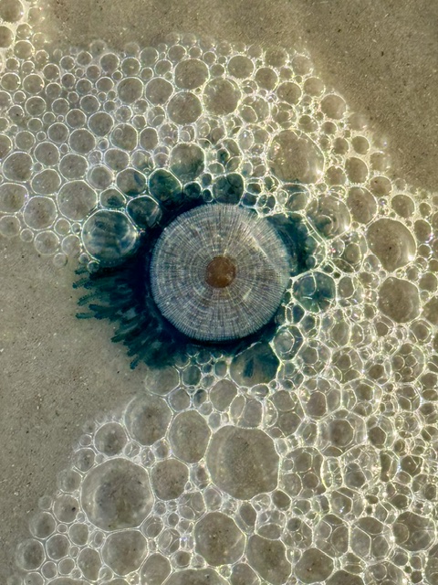 Eye on You by Susan Pellegrino