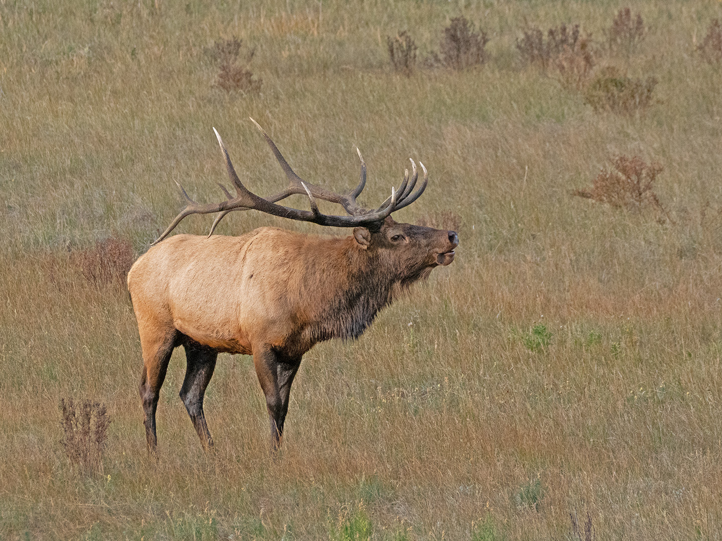 Bugling for Love - Bull Elk by Stephanie McAndrews