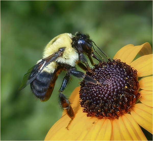 Afternoon Snack by Janet Pieper