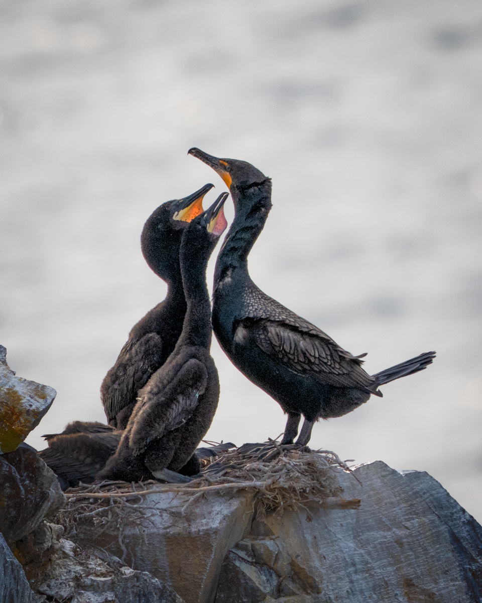 Cormorants by Kathryn Engle