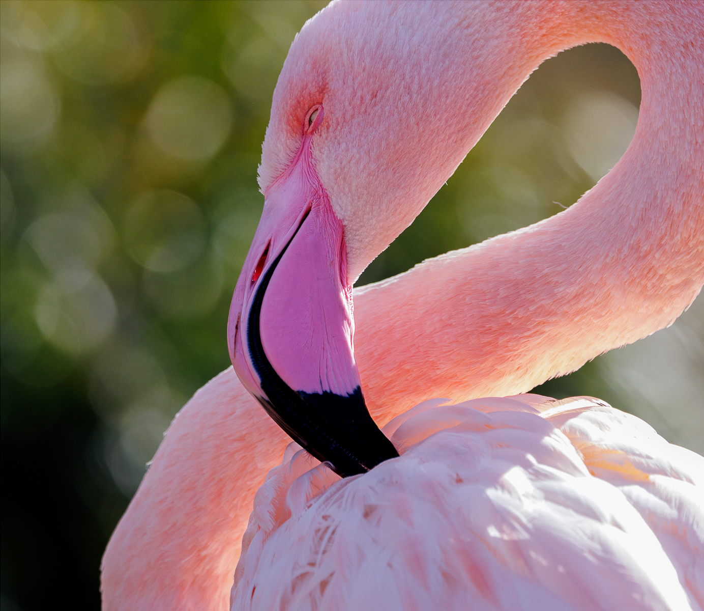 Flamingo by Maria Mazo