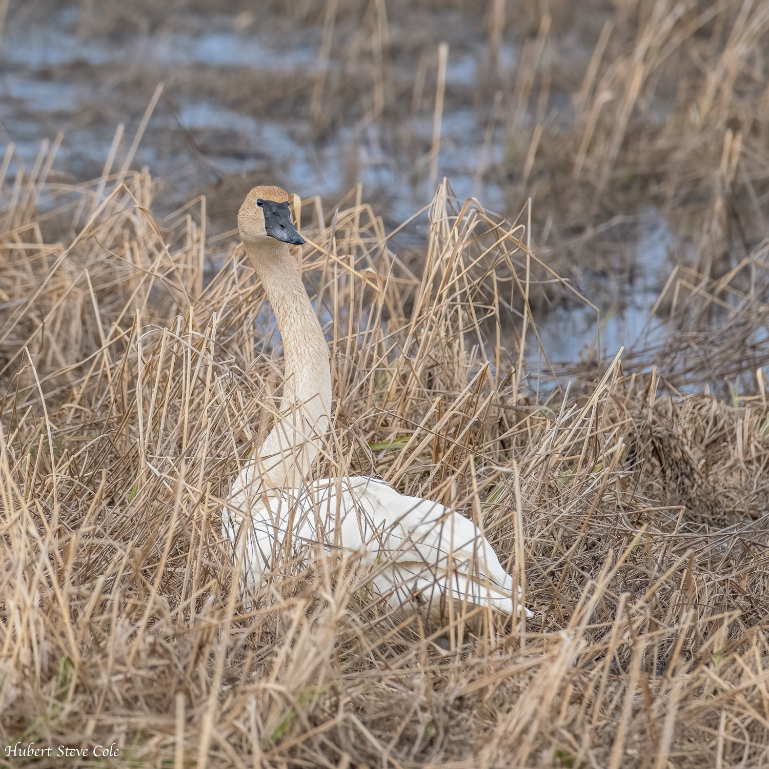 In The Nest by Steve Cole