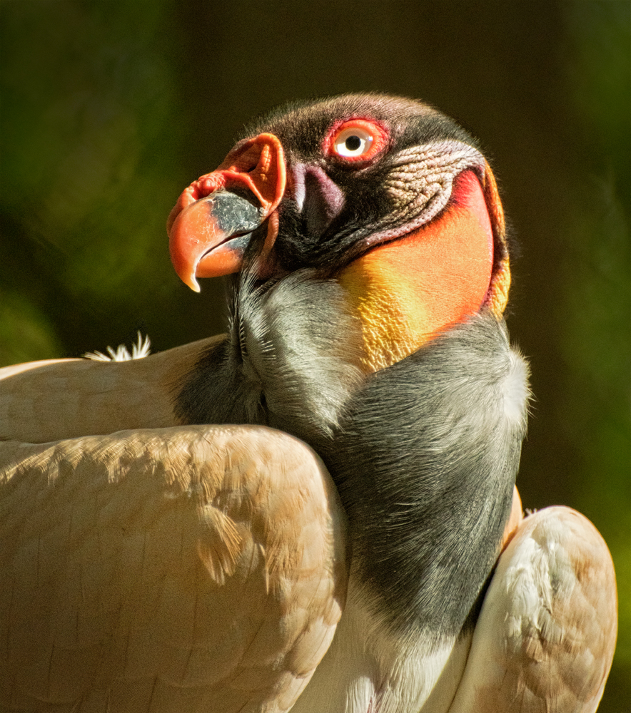 King Vulture by Jerry Biddlecom