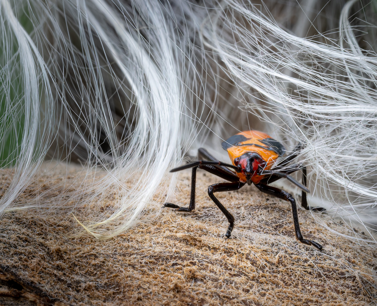 Milkweed Bug by Jeff Fleisher