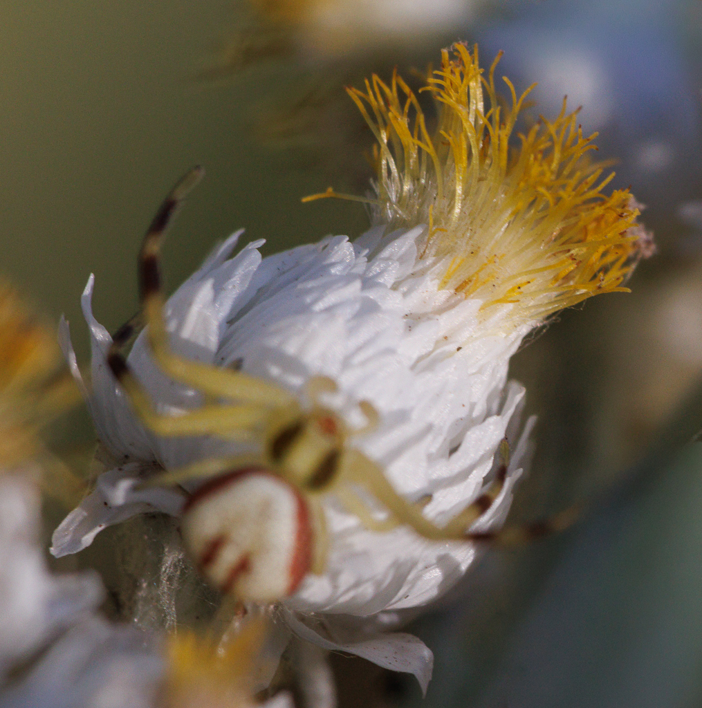 Soft Embrace by Gloria Grandolini