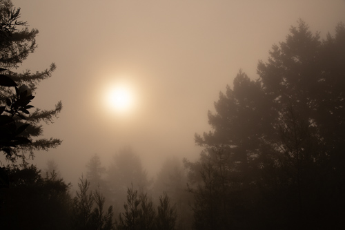 Morning in the Marin Hills by Bruce Flamenbaum