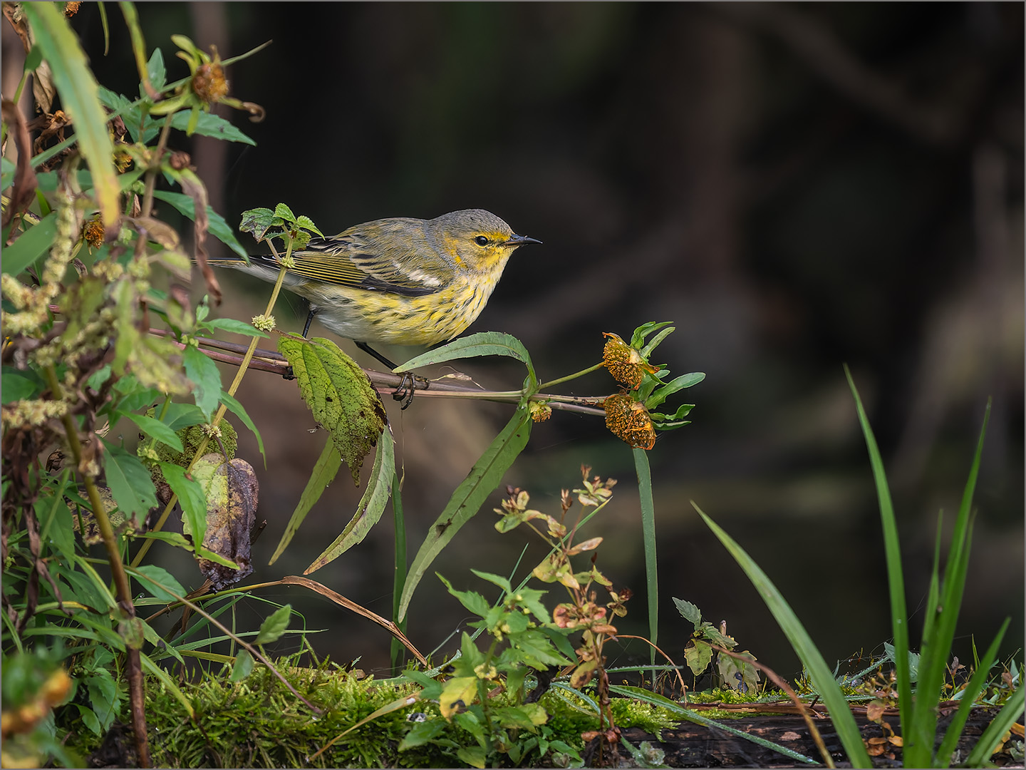 Cape May Warbler by Jeremy Martin