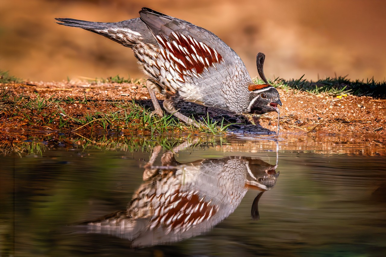 Gambel’s Quail by Butch Mazzuca